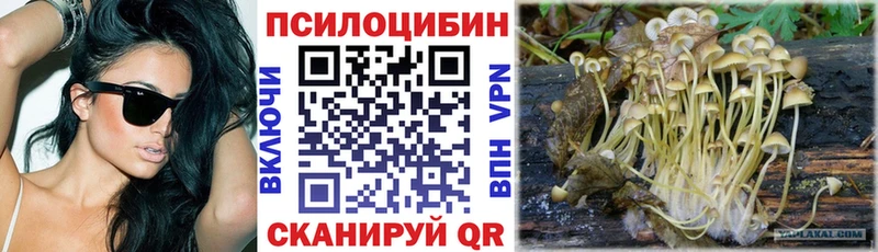 Купить  Могоча  Псилоцибиновые грибы Cubensis 